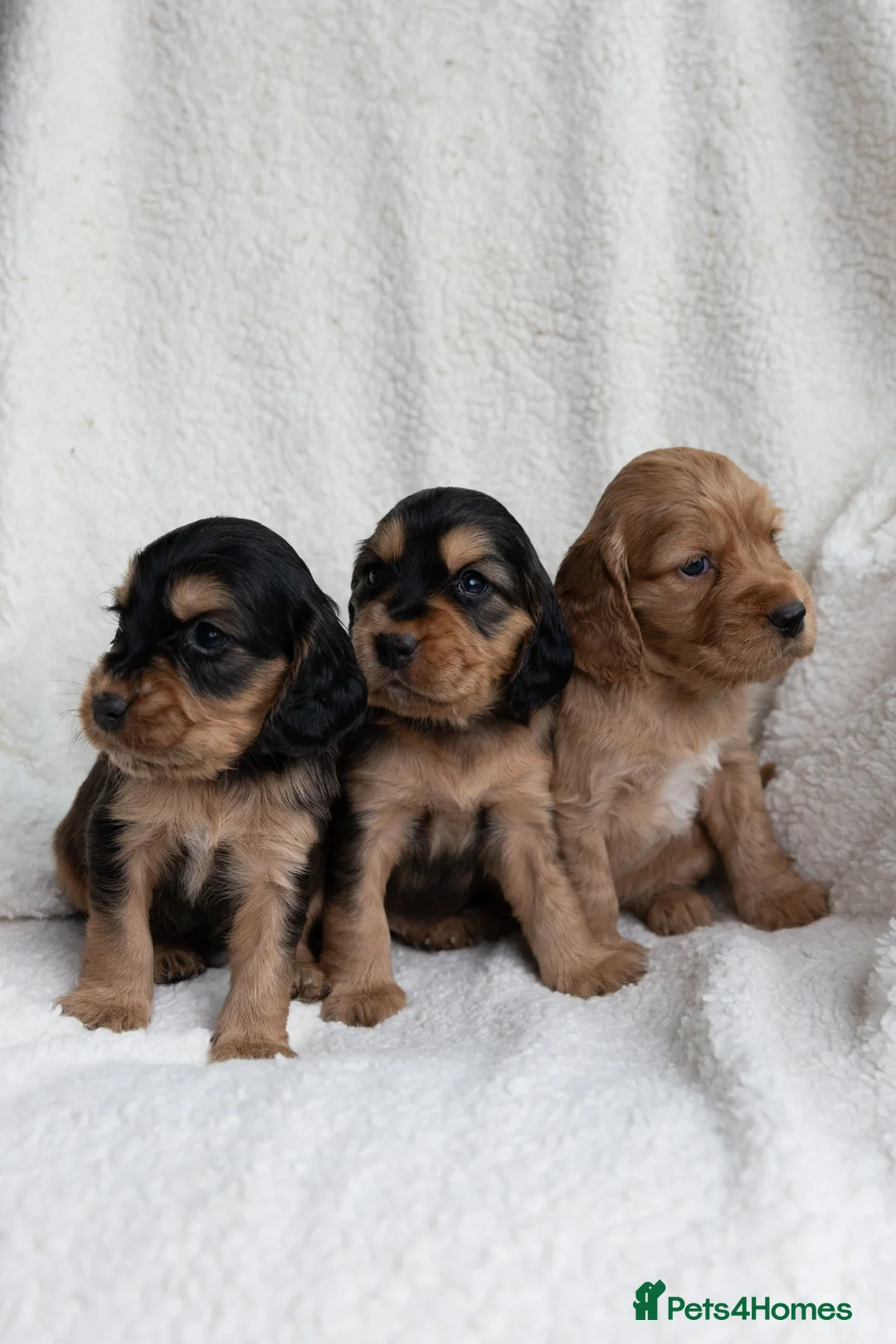 Mixed Breed dogs for sale: Mini Golden retriever ( Dakota sport retriever) - Advert 15