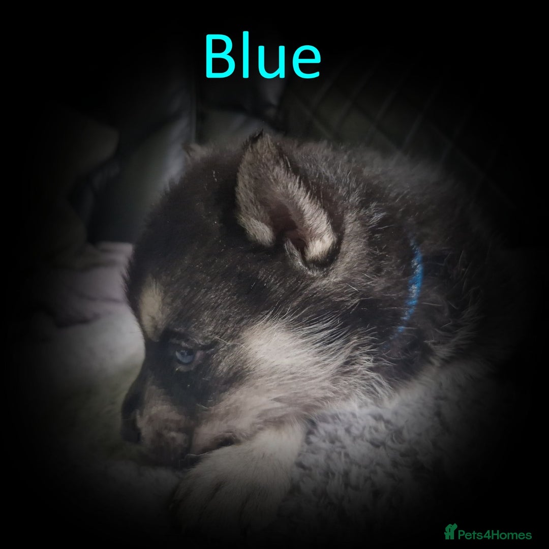 Shepsky dogs for sale: Siberian husky hybrid pups - Image 7