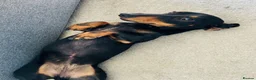 Dachshund dogs for sale: Please meet ‘Pika’ - Advert 4