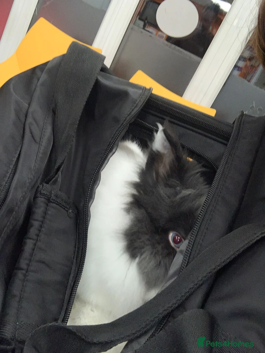 Lionhead rabbits for sale: Coco the rabbit in Thornton Heath - Advert 10