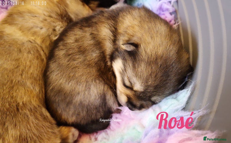 Pomsky dogs - Advert 1