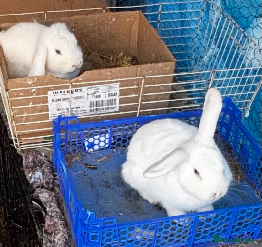 Mini Lop rabbits for sale: Mini lops bucks  - Advert 8
