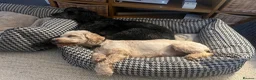 Cockapoo dogs for sale: Lemon Roan Cockapoo very pretty girl  - Advert 2