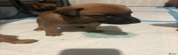 Mixed Breed dogs for sale: Belgian mali cross bullgreyhound PUPPIES  - Advert 13