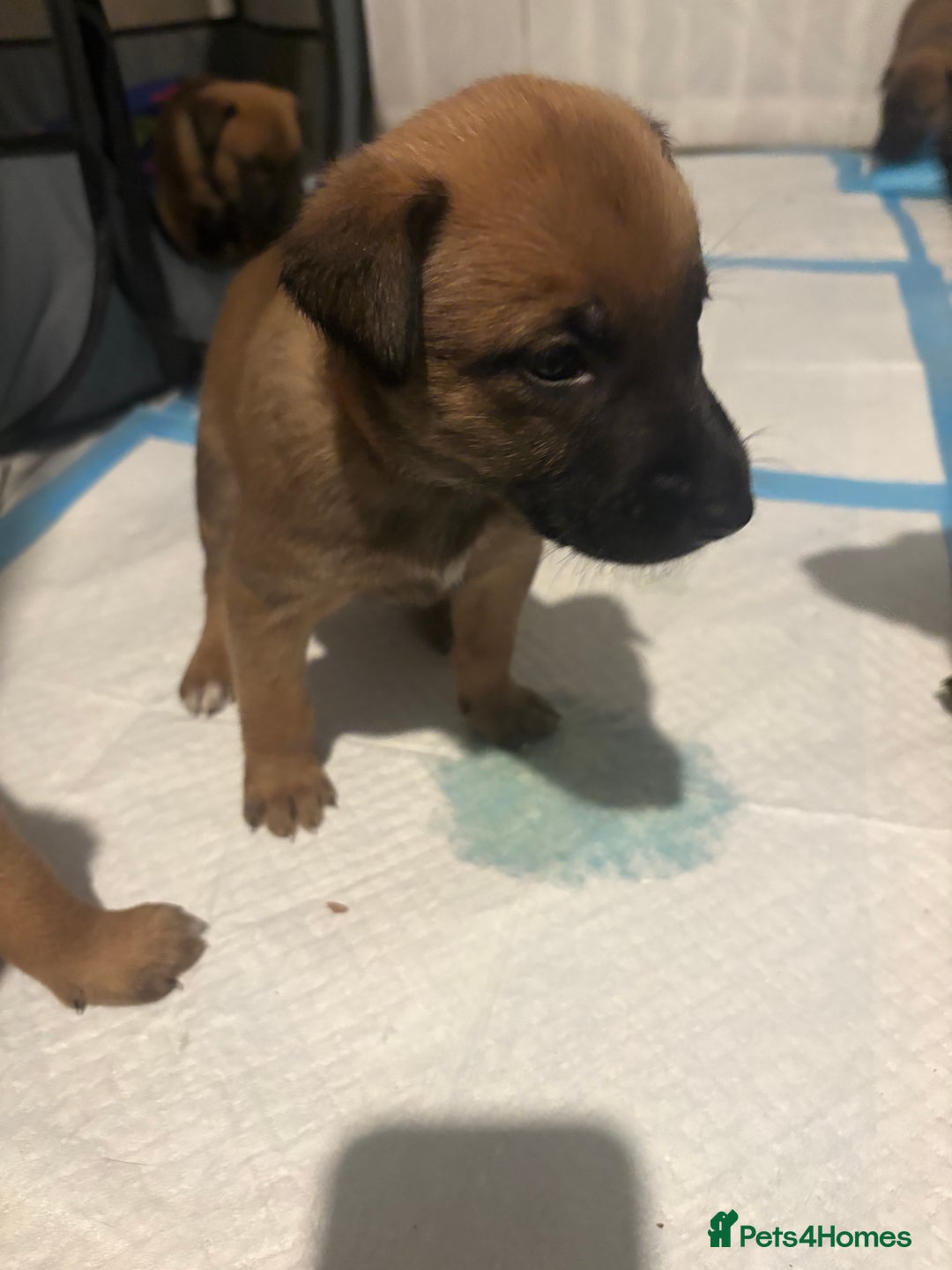 Mixed Breed dogs for sale: Belgian mali cross bullgreyhound PUPPIES  - Advert 13