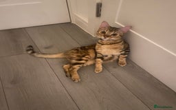 Bengal cats for sale: Bengal tabby cross  - Image 2