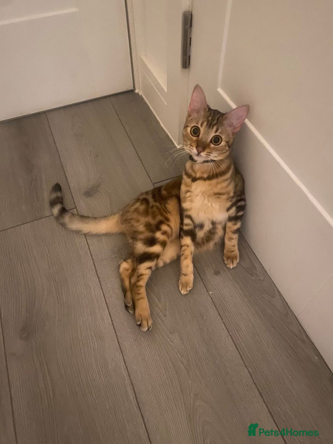 Bengal cats for sale: Bengal tabby cross  - Image 2