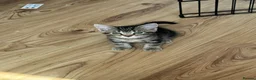 Mixed Breed cats for sale: Kittens for sale  in Wrexham - Advert 13