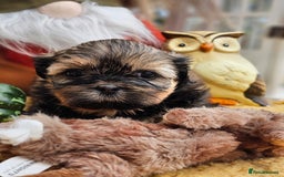 Shih Tzu dogs for sale: 🐶 Shih Tzu Puppies READY NOW– Licensed Breeder  - Image 18