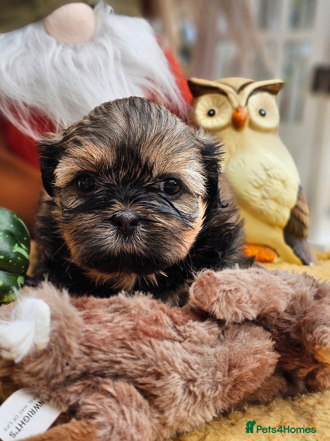 Shih Tzu dogs for sale: 🐶 Shih Tzu Puppies READY NOW– Licensed Breeder  - Image 18