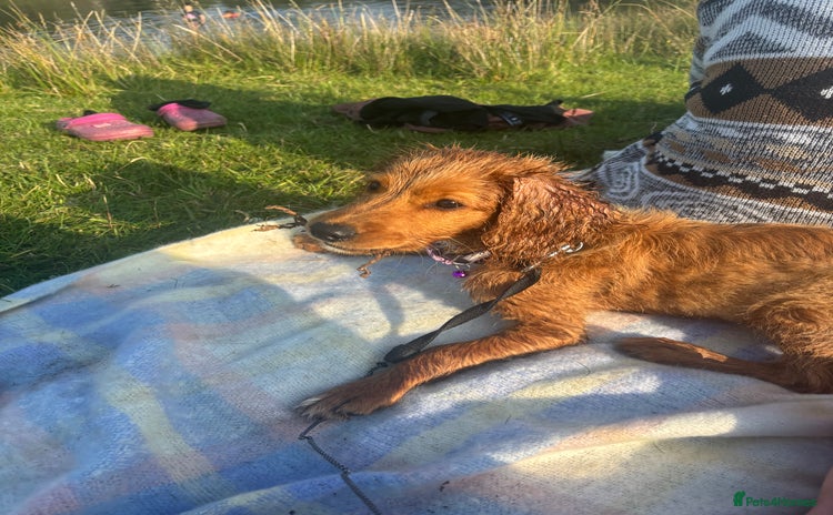 Mixed Breed dogs - Advert 13