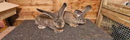 Continental Giant rabbits for sale: Continental giants - Advert 5