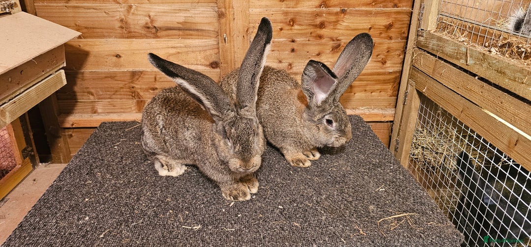 Continental Giant rabbits for sale: Continental giants - Advert 5