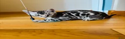 Bengal cats for sale: Stunning pedigree Bengal kitten only one left  - Advert 12