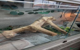 Bearded Dragon reptiles for sale: Rankins Dragon (small beardie) - Image 2