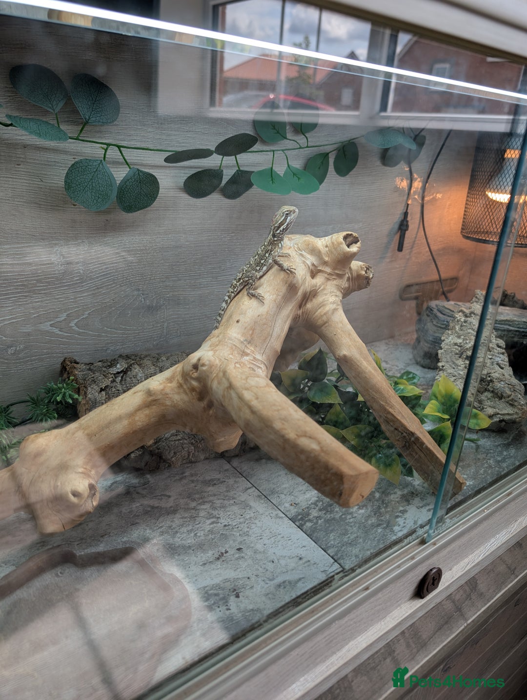 Bearded Dragon reptiles for sale: Rankins Dragon (small beardie) - Image 2