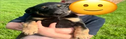 Mixed Breed dogs for sale: Gorgeous huntaway x collie pups in Abergele - Advert 4