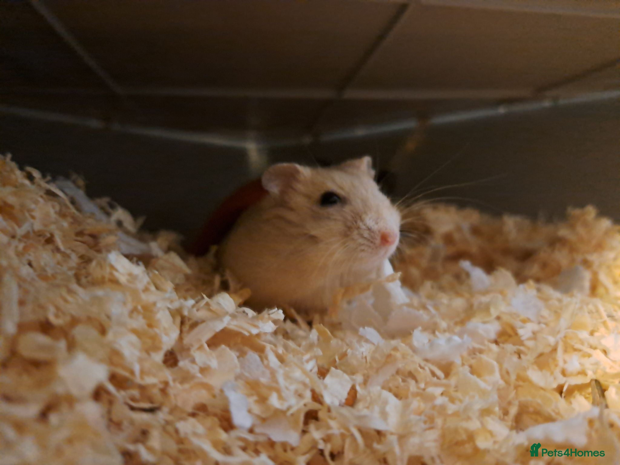 Hamster rodents Russain Dwarf Hamster - Advert 3
