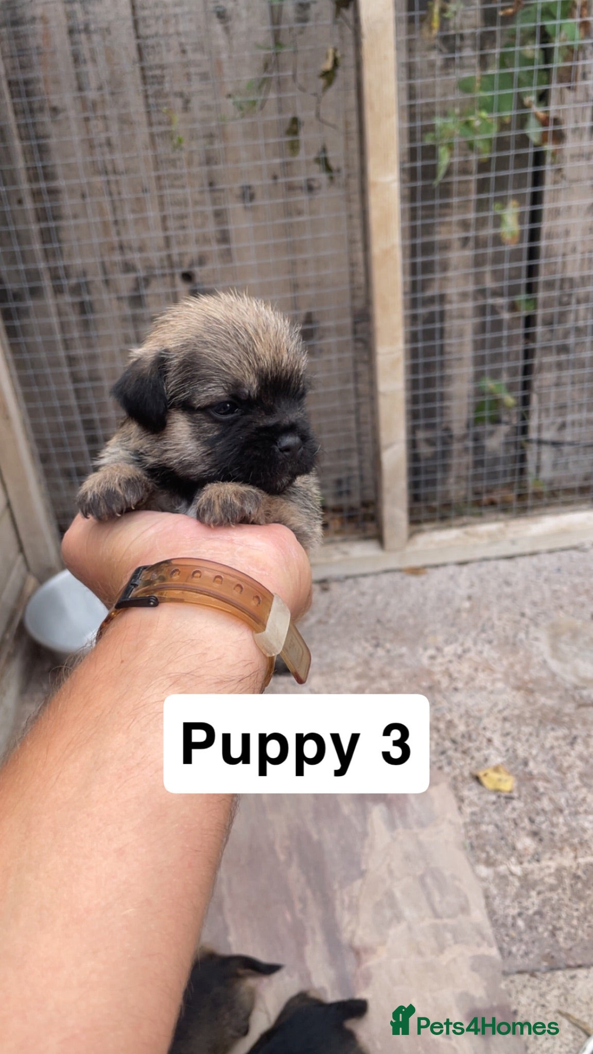 Border Terrier dogs 3 Border terrier pups kc registered - Advert 2