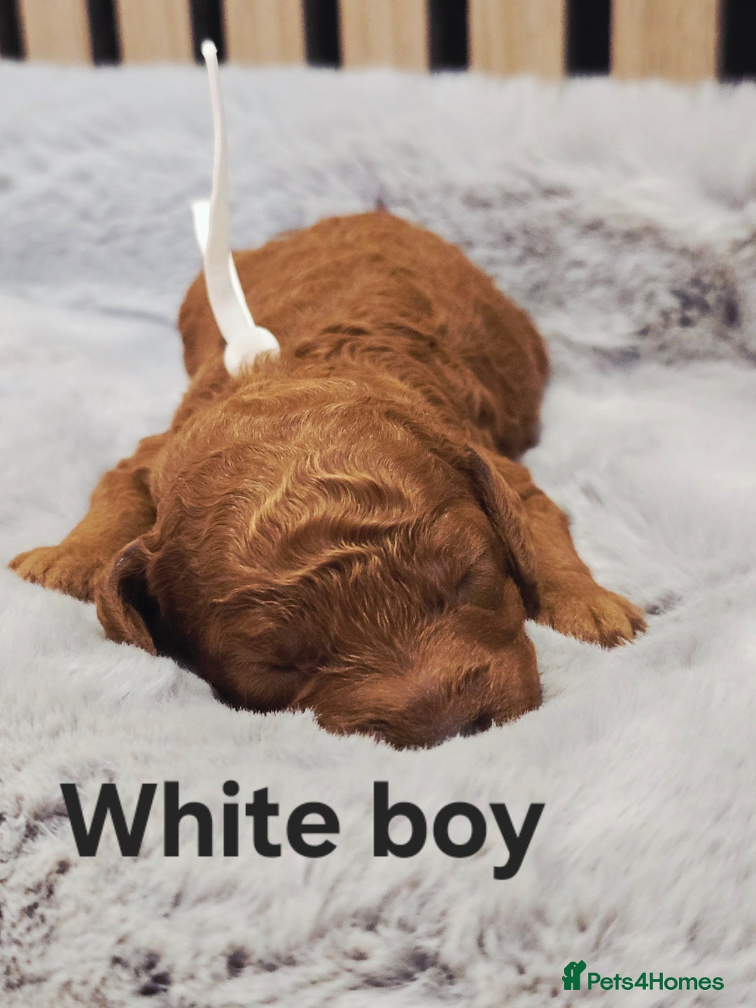 Cavapoo dogs for sale:  🐕Ruby Cavapoo Toy F1bb 🧸DNA tested🧸 - Image 35