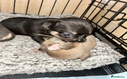 Chihuahua dogs for sale: Tiny chihuahua puppies  - Image 3