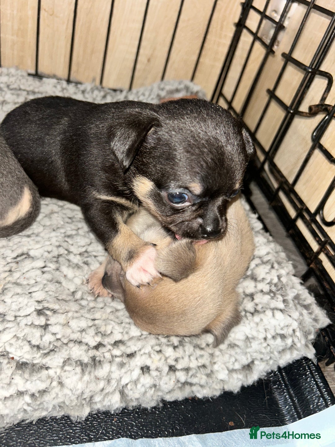 Chihuahua dogs for sale: Tiny chihuahua puppies  - Image 3