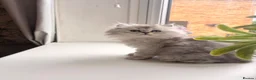 Mixed Breed cats for sale: Persian chinchilla kittens for sale  - Advert 9