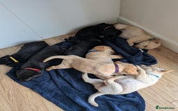 Labrador Retriever dogs for sale: Black/red Labrador pups - Image 6