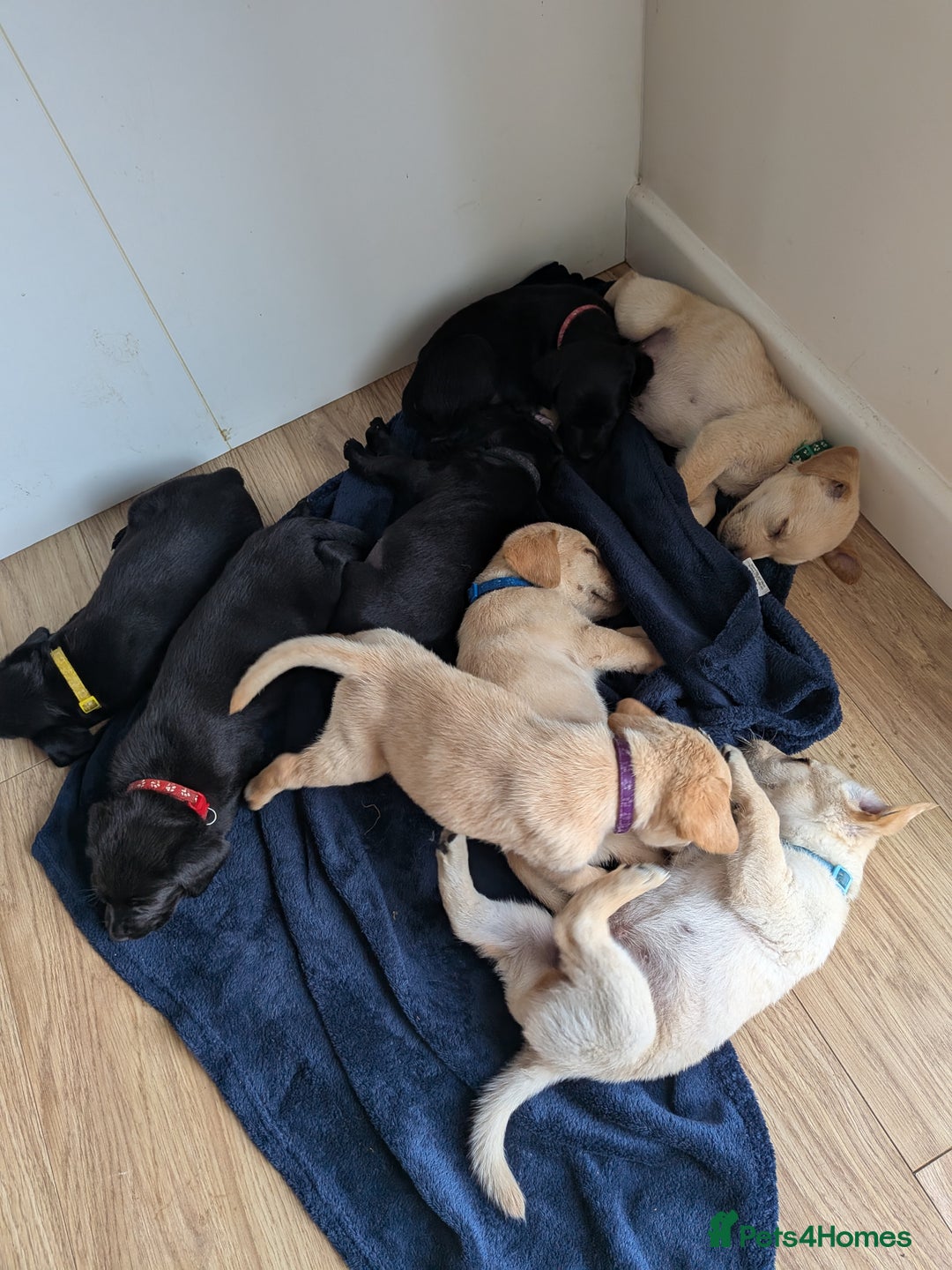 Labrador Retriever dogs for sale: Black/red Labrador pups - Image 6