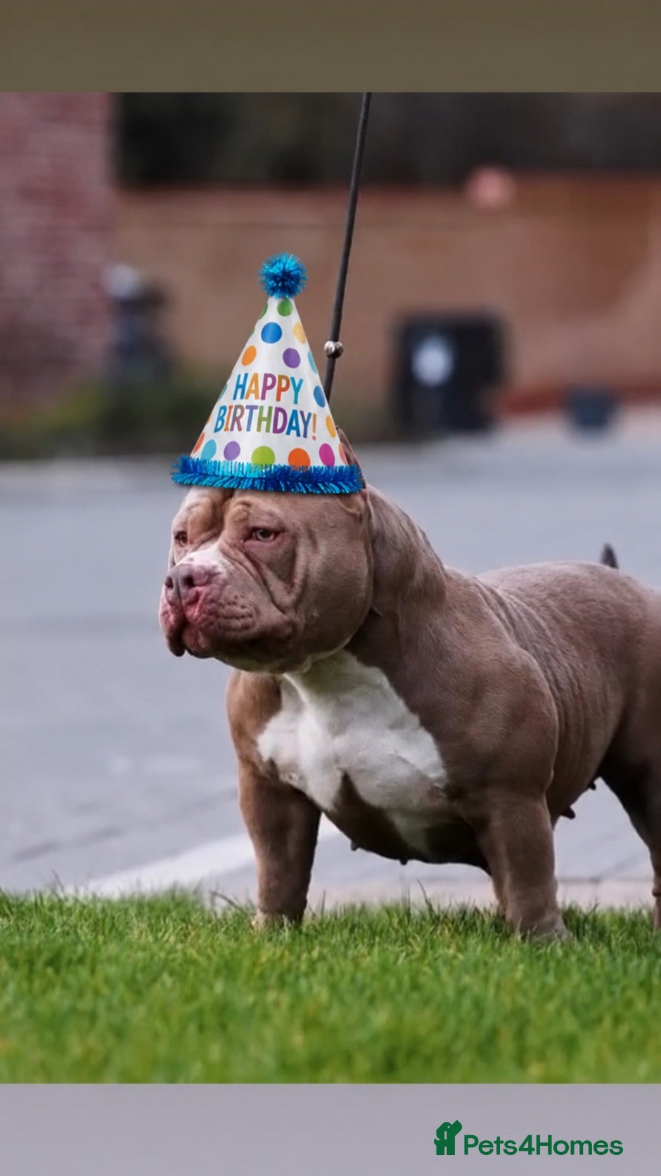 American Bully dogs Pocket Bully’s  - Advert 2