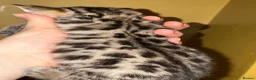 Bengal cats for sale: Stunning silver and brown bengal boys  - Advert 6