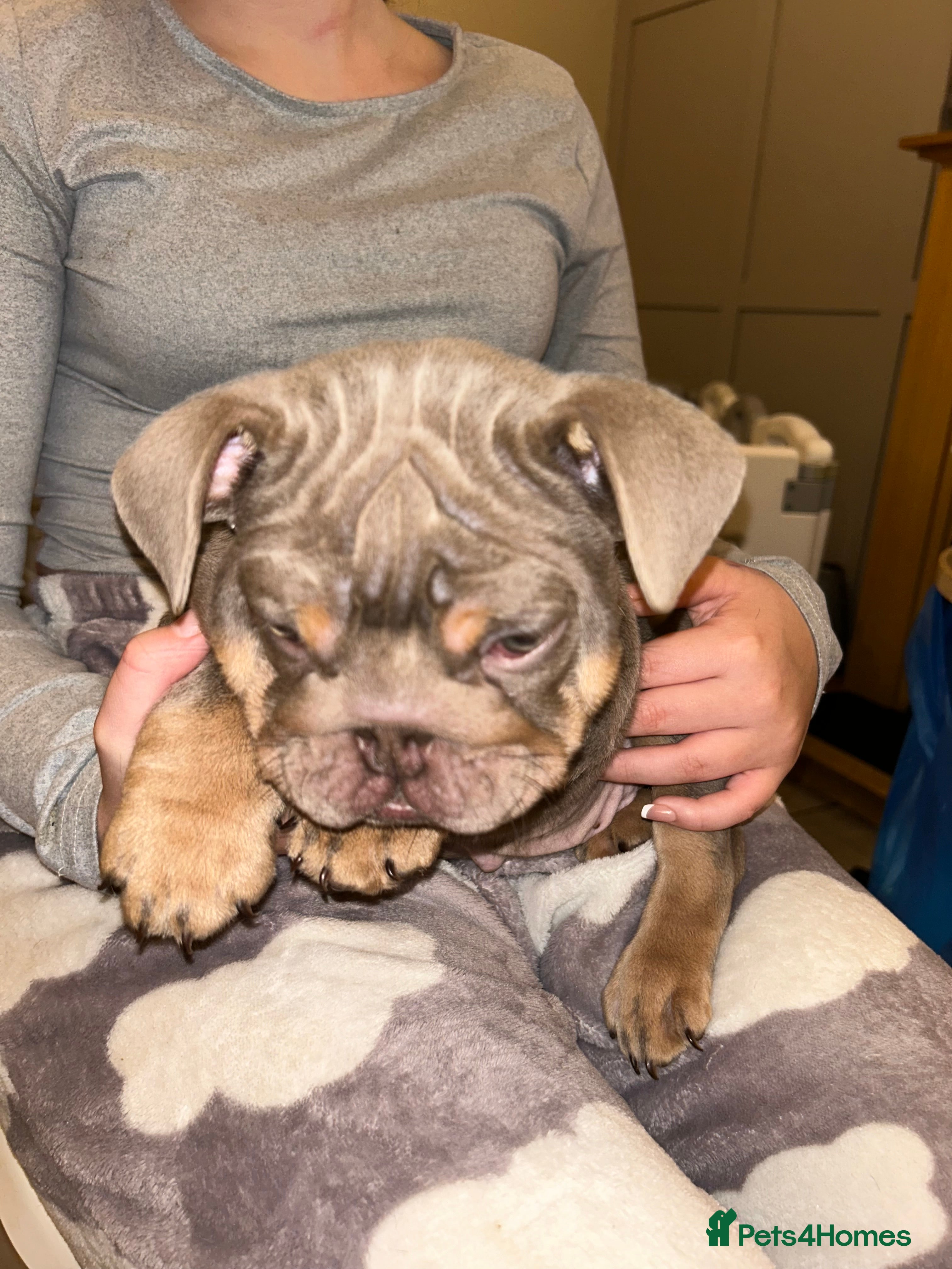 English Bulldog dogs KOBE X DARLA 5x SMALL COMPACT UNREAL🔥 - Advert 7