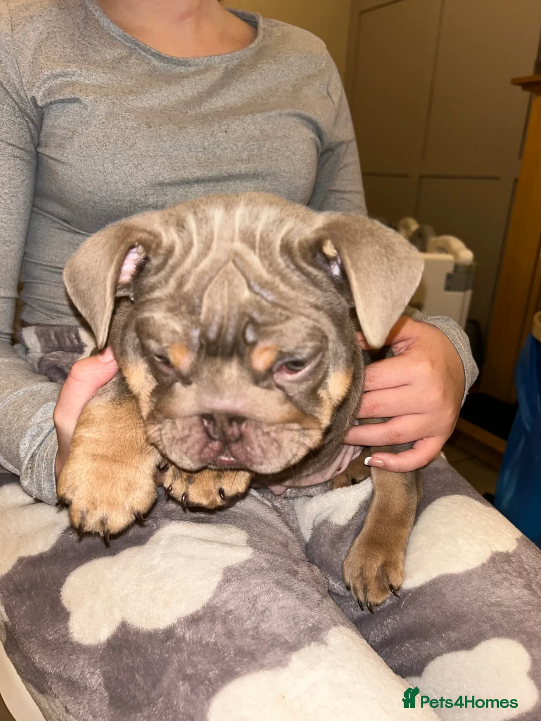 English Bulldog dogs for sale: KOBE X DARLA 5x SMALL COMPACT UNREAL🔥 - Advert 3