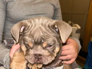 English Bulldog dogs KOBE X DARLA 5x SMALL COMPACT UNREAL🔥 - Advert 7