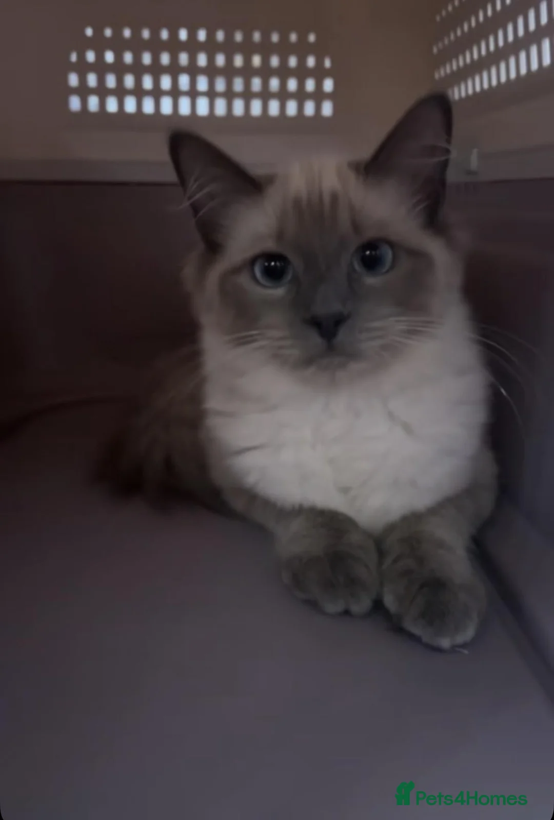 Ragdoll cats for sale: 1 Female, 1 Male Purebred Ragdoll, Purebred - Advert 2