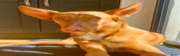 Ibizan Hound dogs for adoption: Pedro - foster or adoption considered  in Hungerford - Advert 6
