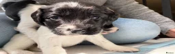 English Springer Spaniel dogs for sale: English springer spaniel puppies - Advert 12