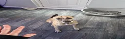 Whippet dogs for sale: Beautiful 3 year old boy needs forever home - Advert 4