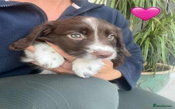 Border Collie dogs for sale: Beautiful Border Collie x Springer Spaniel Puppies - Image 10