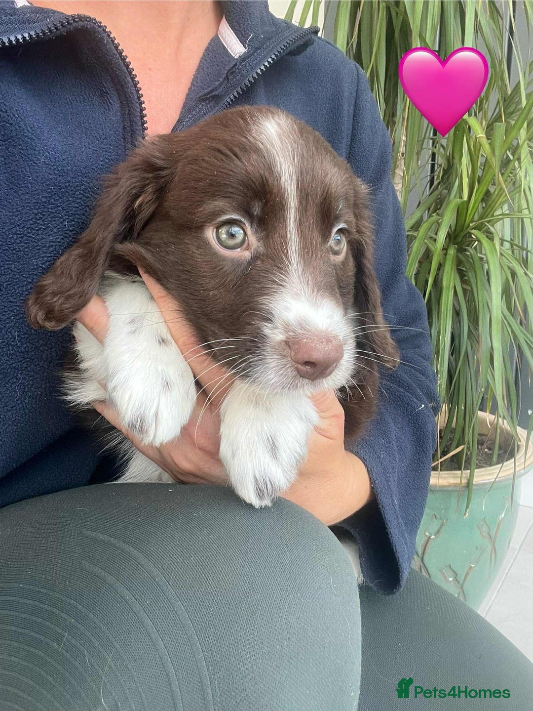 Border Collie dogs for sale: Beautiful Border Collie x Springer Spaniel Puppies - Image 10