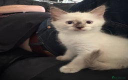 Ragdoll cats for sale: 3 Rag Cross Kittens - Image 10