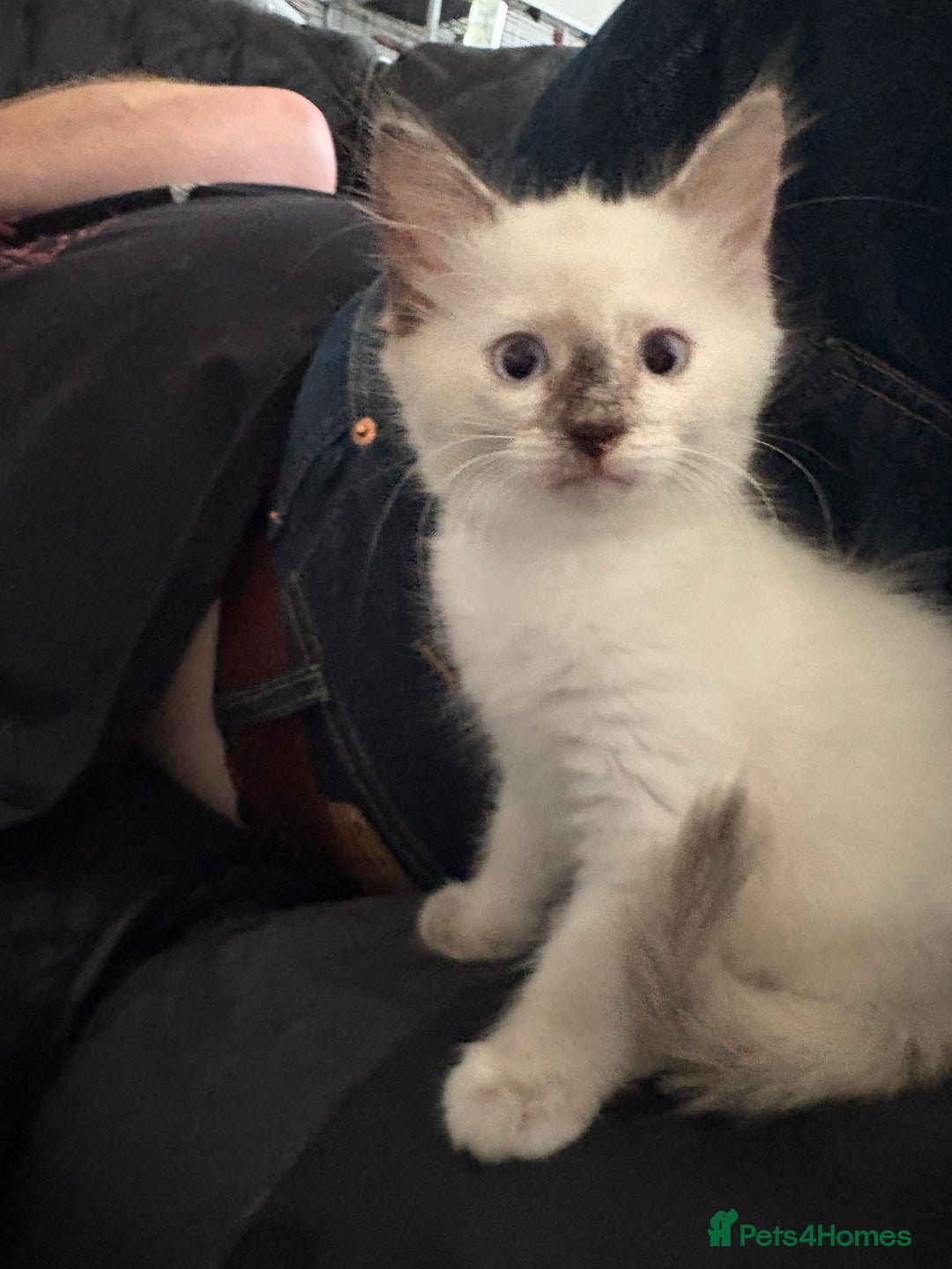 Ragdoll cats for sale: 3 Rag Cross Kittens - Image 10