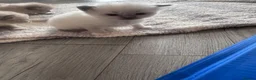Ragdoll cats for sale: Beautiful ragdoll kittens  - Advert 20