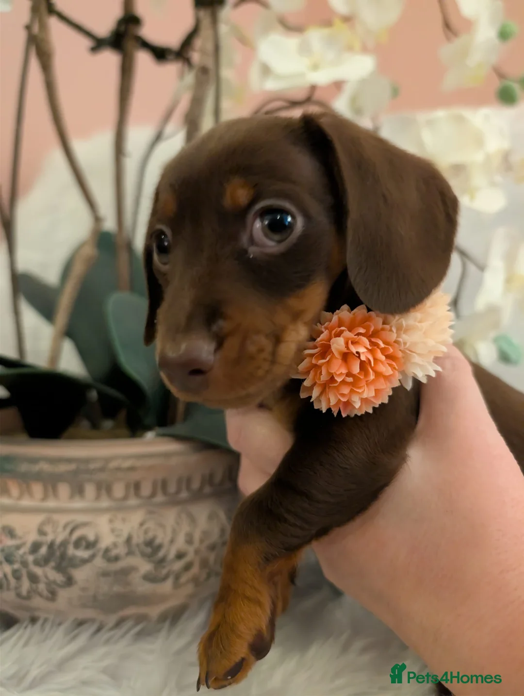 Miniature Dachshund dogs for sale: Miniature Dachshund Ready Now - Advert 26