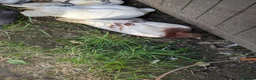 Pigeons birds for sale: Pigeons Mixed Variety  - Advert 21