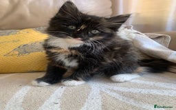 Mixed Breed cats for sale: Two girls and a boy Kuril bobtail mix - Image 14