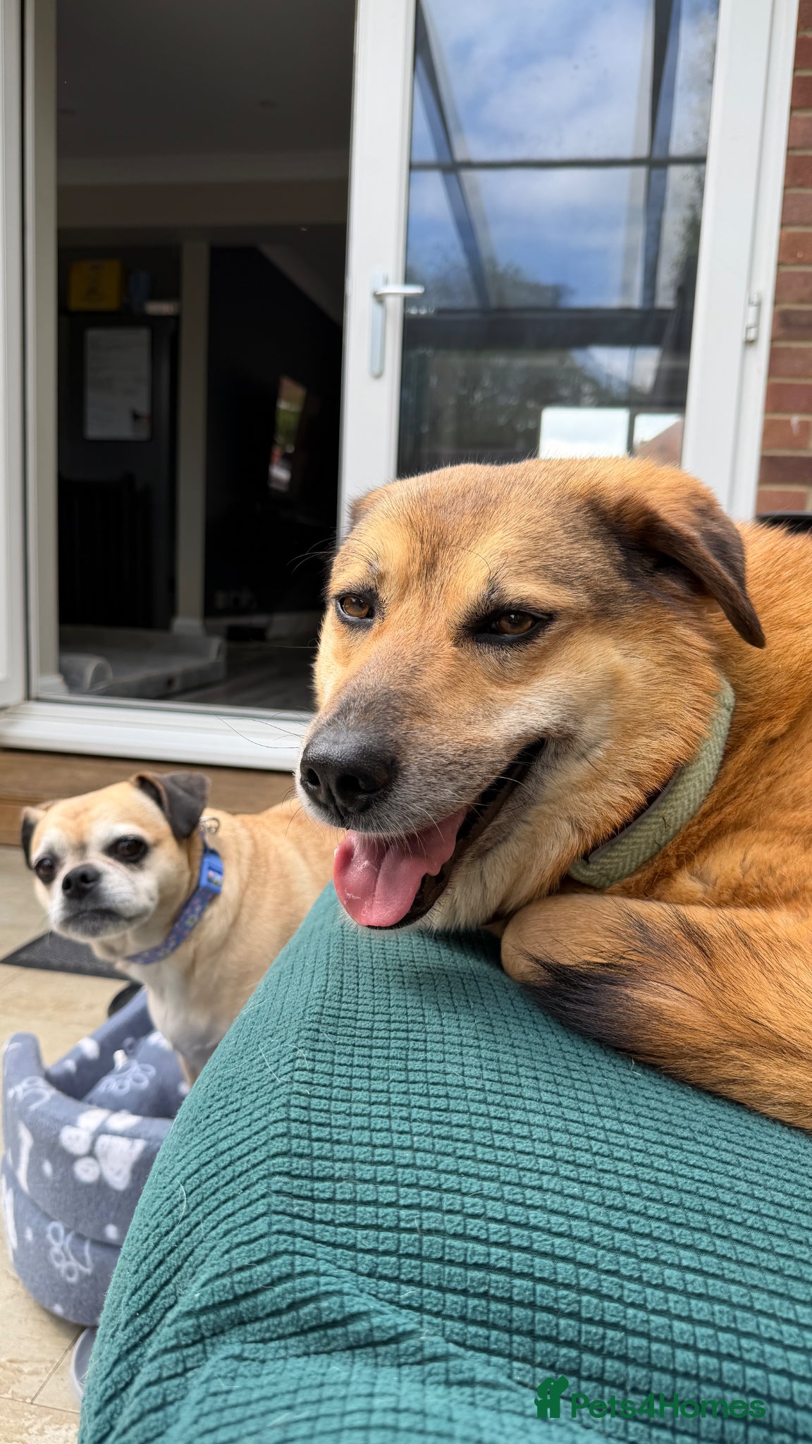 Mixed Breed dogs Sweet Muffin | Gentle, Snuggly & Cheeky Girl 💛 - Advert 2