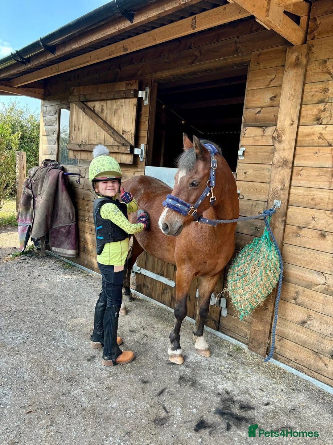 Welsh Section B horses for sale: Welsh part bred lead rein / confident first ridden - Advert 2