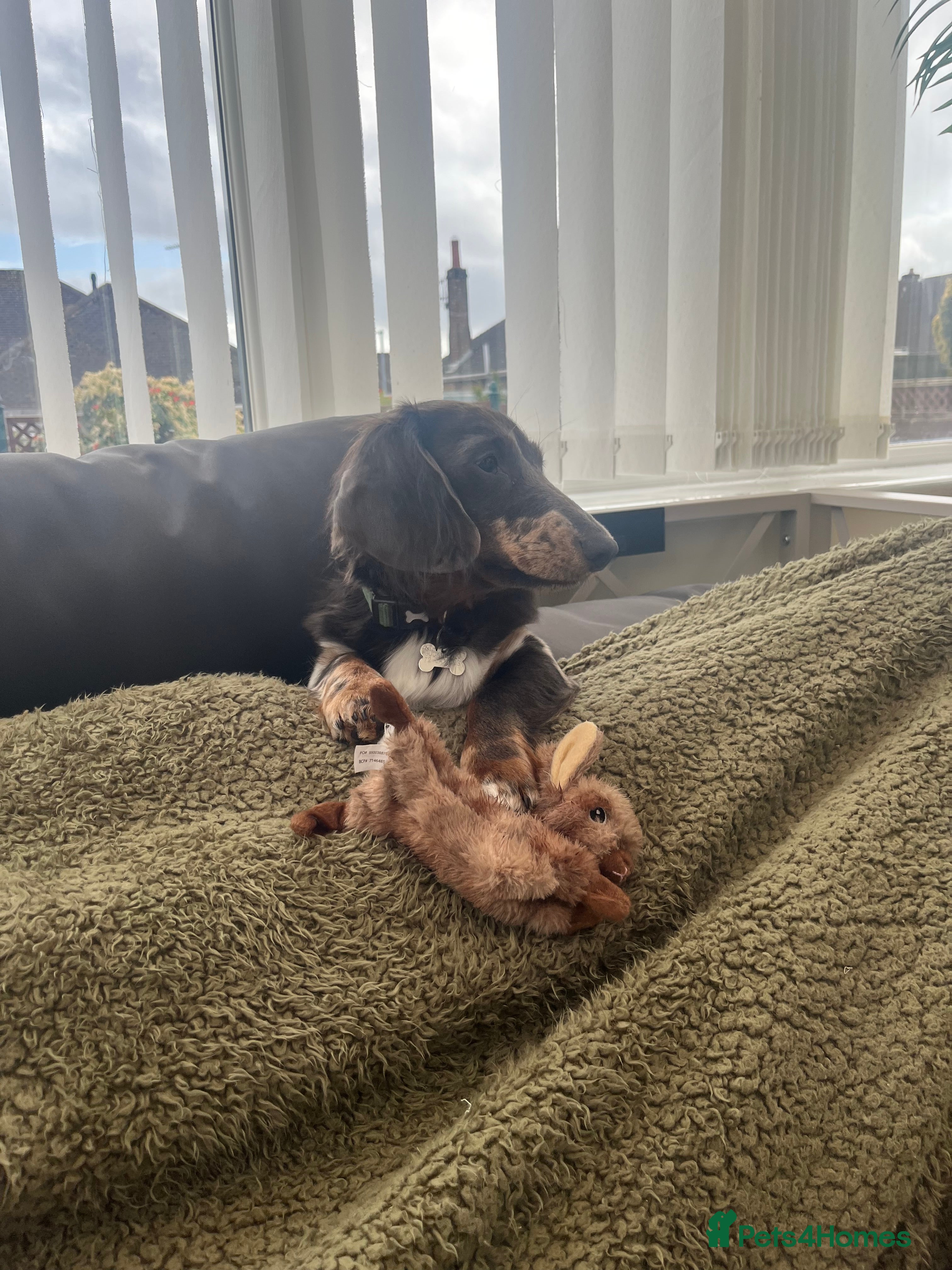 Dachshund dogs for sale: 2 9-month old Dachshunds for rehoming - Advert 3