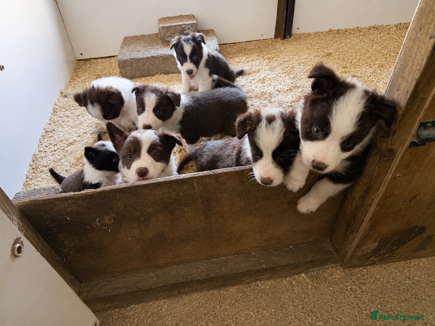 Border Collie dogs Gorgeous KC reg red and white border collies - Advert 1